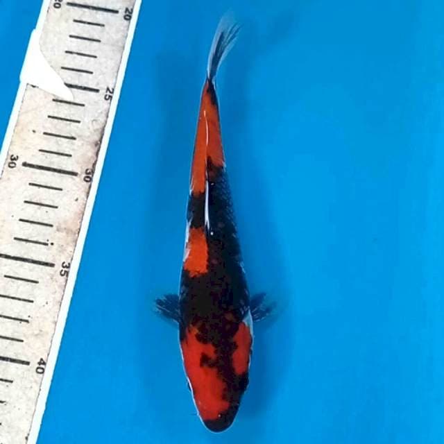 Showa, 21 cm