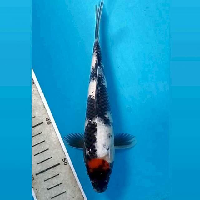 Tancho showa, 20 cm