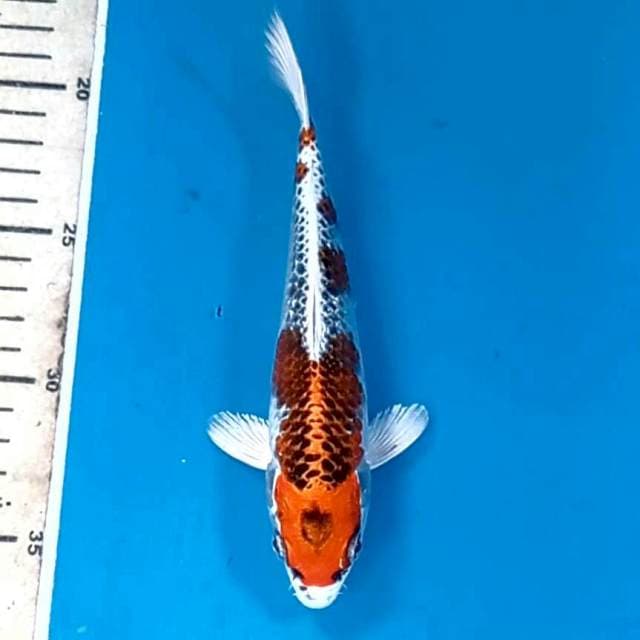 Kujaku, 19 cm