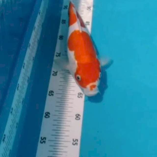 KOHAKU DOIT 36CM#FM
