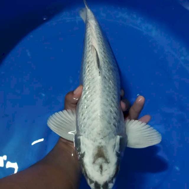 Mukasi gindrin Jumbo 38cm Male