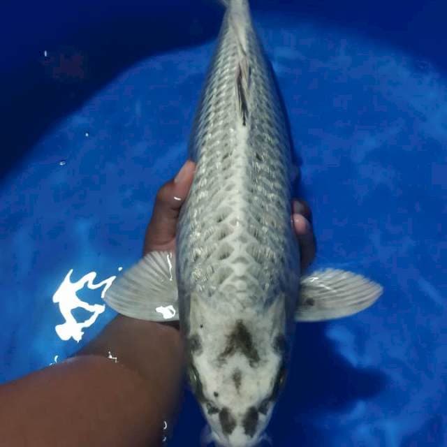 Mukasi Jumbo Size 40cm