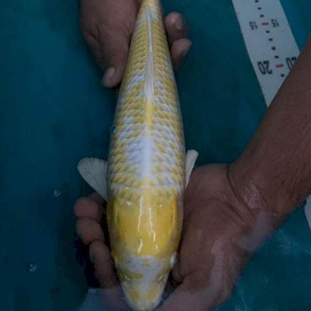 Hariwake