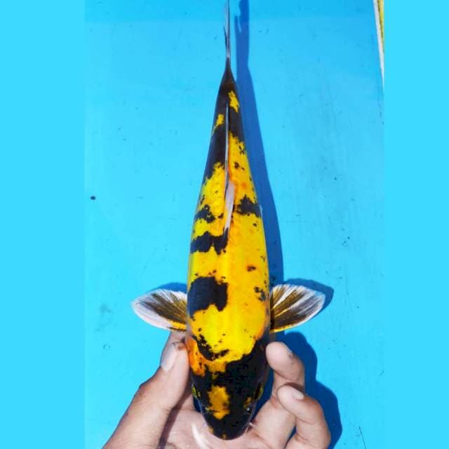 23cm DOITSU KIN KI UTSURI KUNING