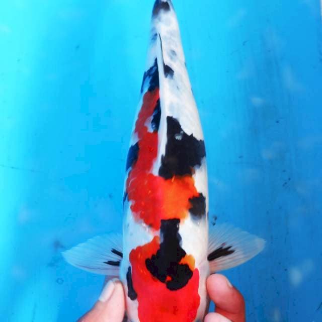 26CM KINDAI SHOWA BAGUS