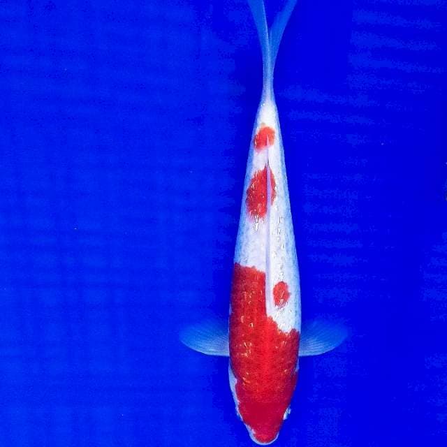 Kohaku ginrin 24cm