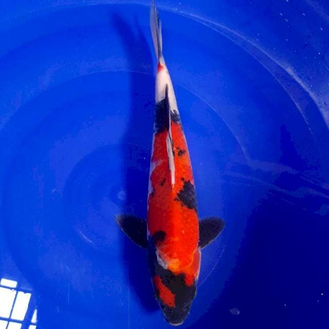 Showa 29cm