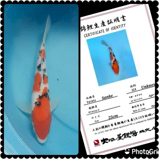 Sanke Dainichi 35bu