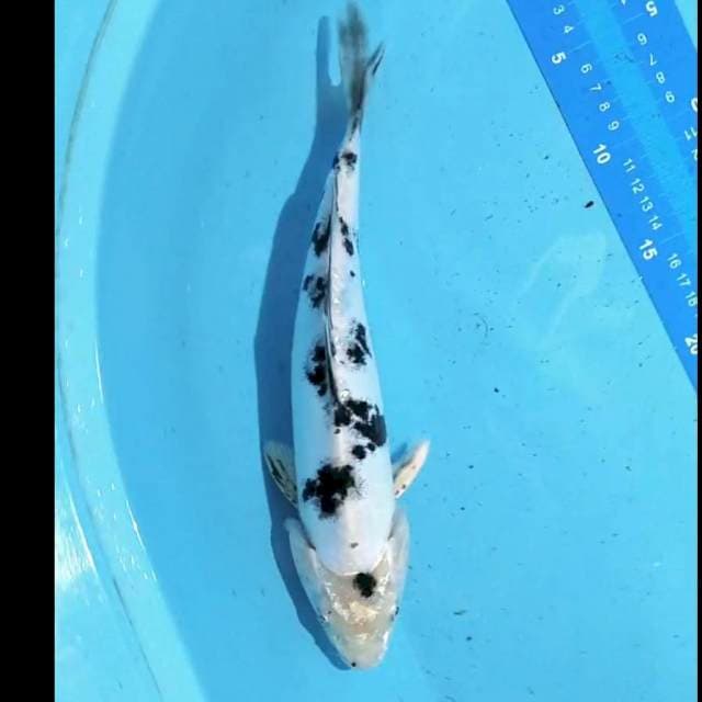 Bekko 30cm
