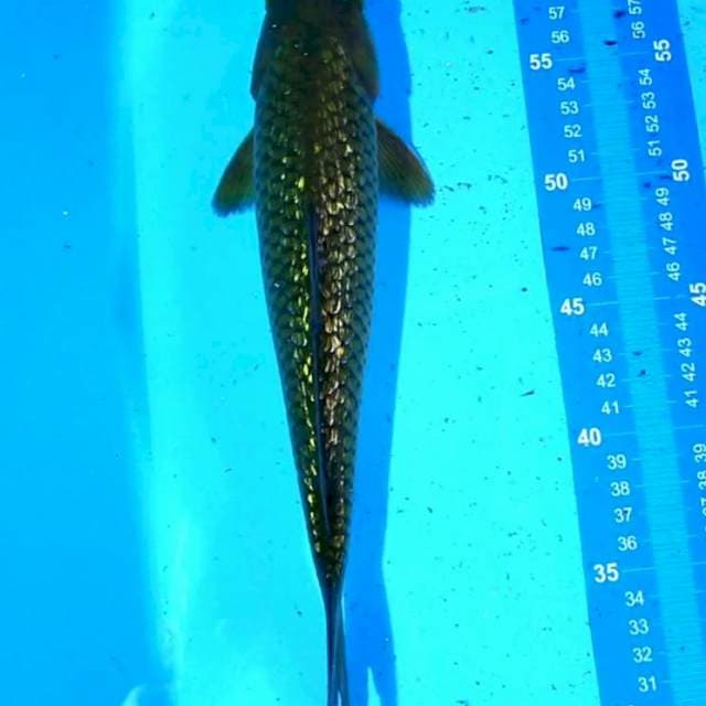 Midori 30cm