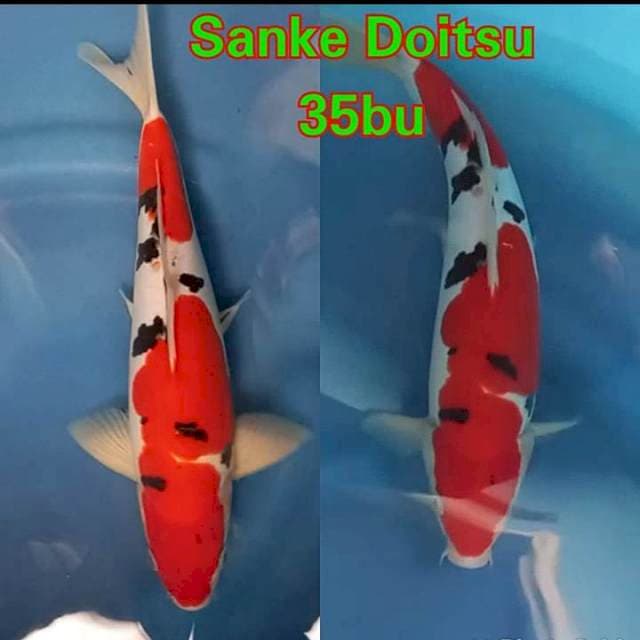 Sanke Doitsu 🔥🔥