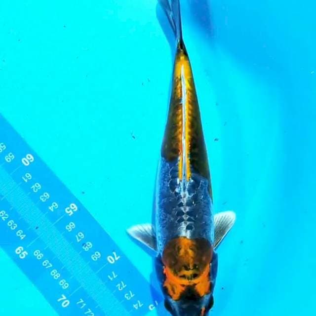 Kiko 26cm