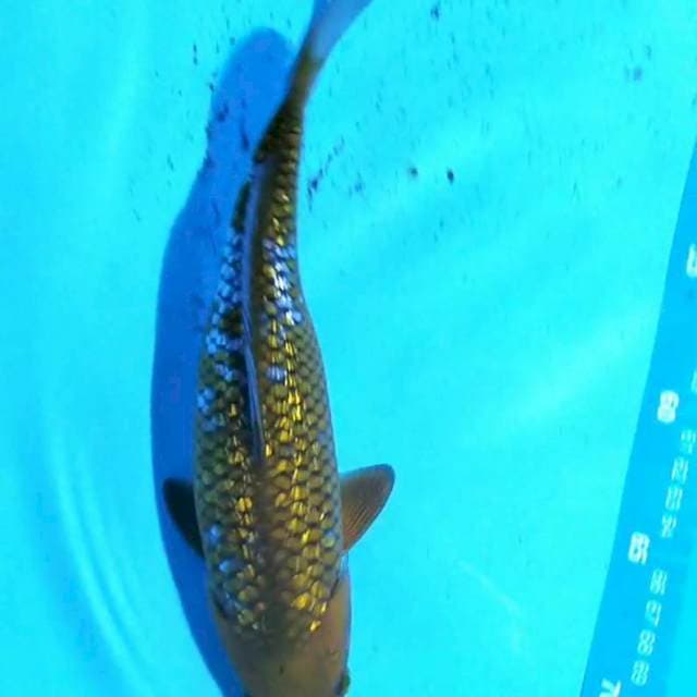 Ochiba 26cm