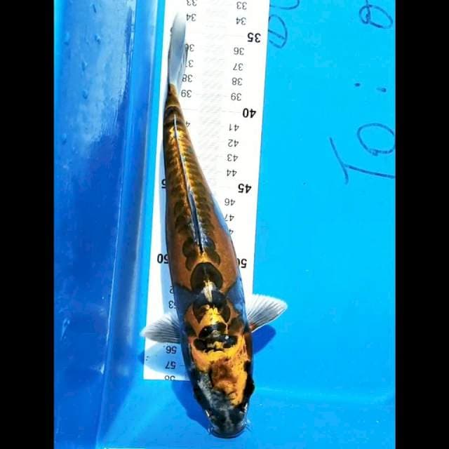 Kiko 24cm