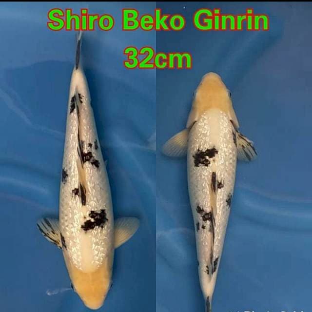 Beko Ginrin ⭐⭐