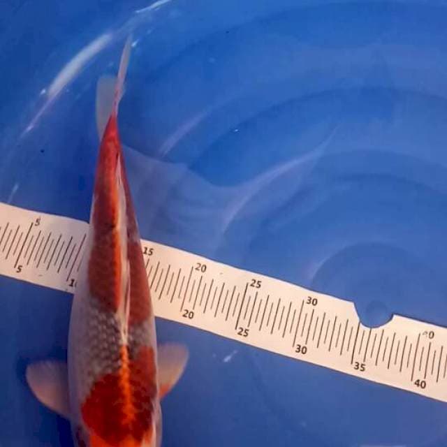 Goshiki maruten, 40cm bulky calon jumbo