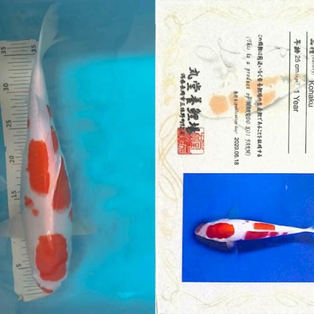 Kohaku imfor 38cm,