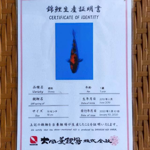Showa 43 cm import certi dainichi koi farm