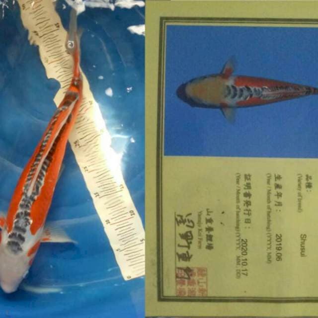 Susui imfor. 45cm