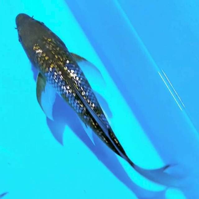 Ochiba 20cm