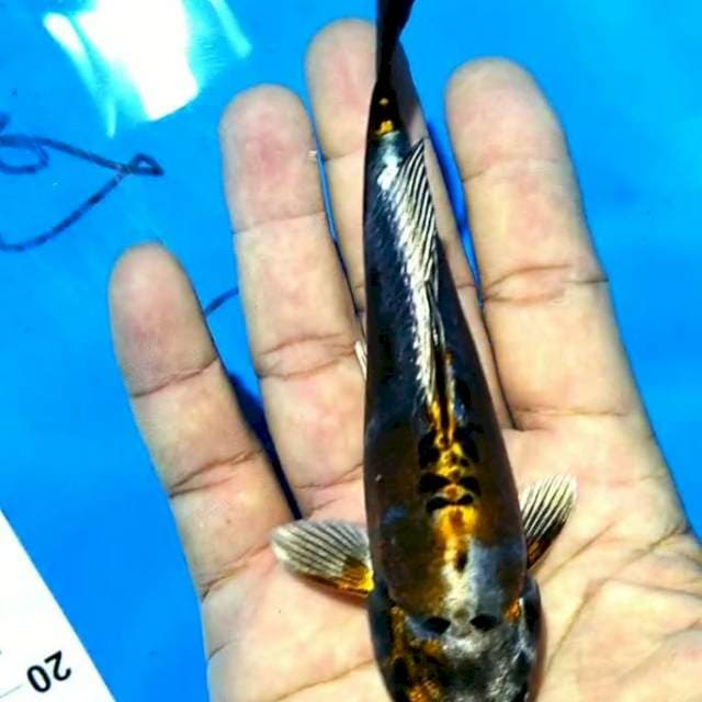 Kiko 15 cm