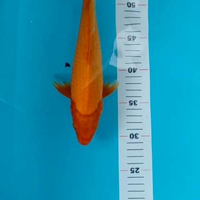 Orenji ogon 30 cm