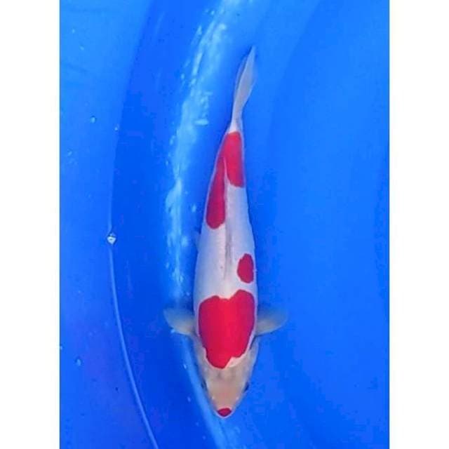 Kuchibeni Doitsu Kohaku High Quality 26cm (F)