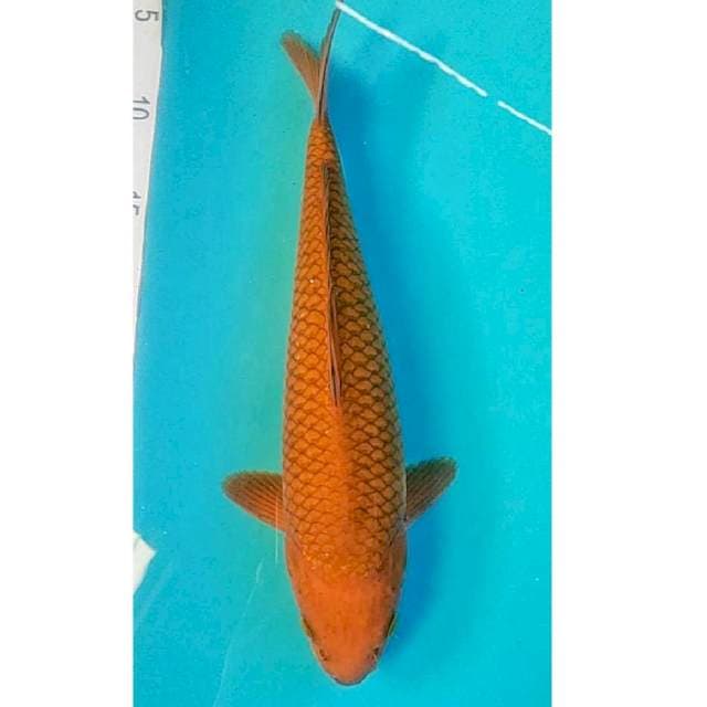 Chagoi Tembaga 32cm Jantan