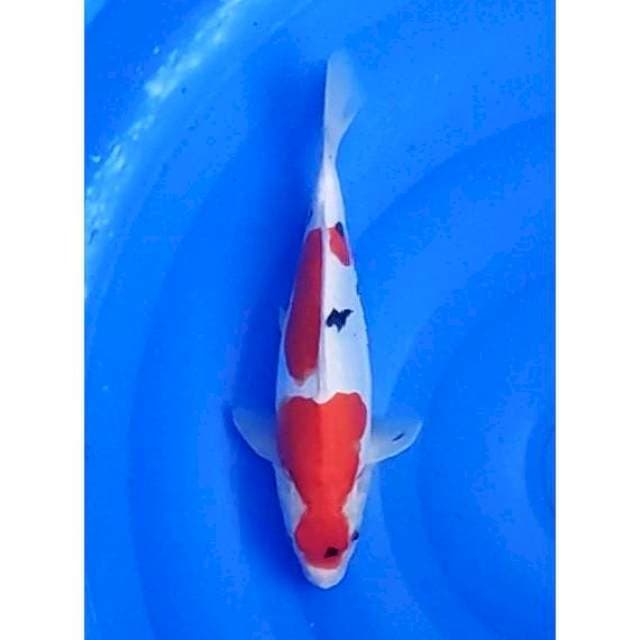 Doitsu Sanke Original 29cm (F)