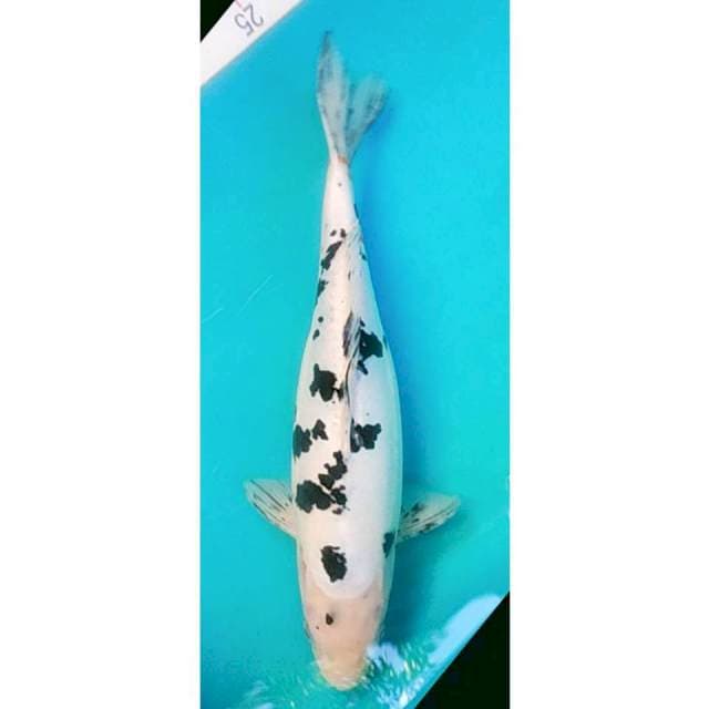 Doitsu Murni 31cm