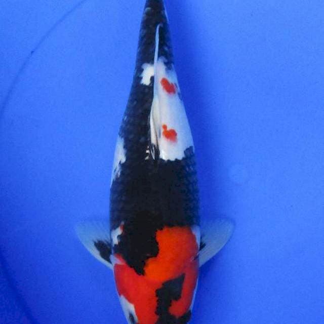 Showa sansoku ±38cm GLOWING