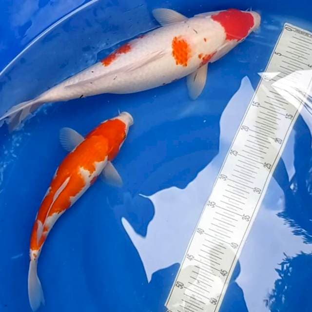 Mawar1~ "Kohaku Jumbo 50cm & Kohaku 36cm