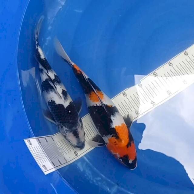 Melati2~"Mix Showa & Shiro Utsuri 37cm