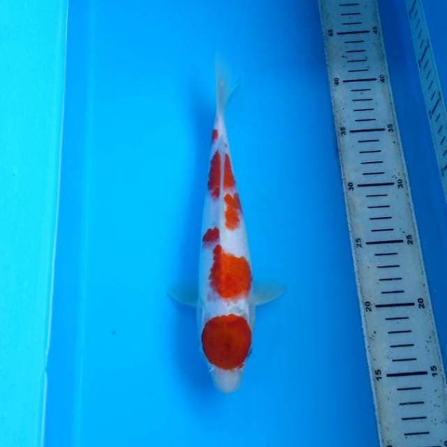 Maruten kohaku 27cm