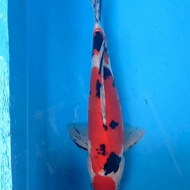 Sanke Doitsu strong 32cm