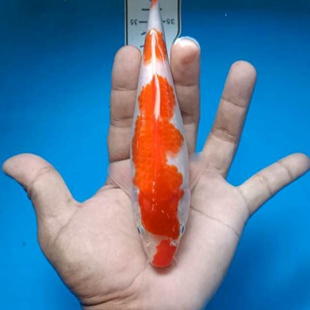 Kohaku