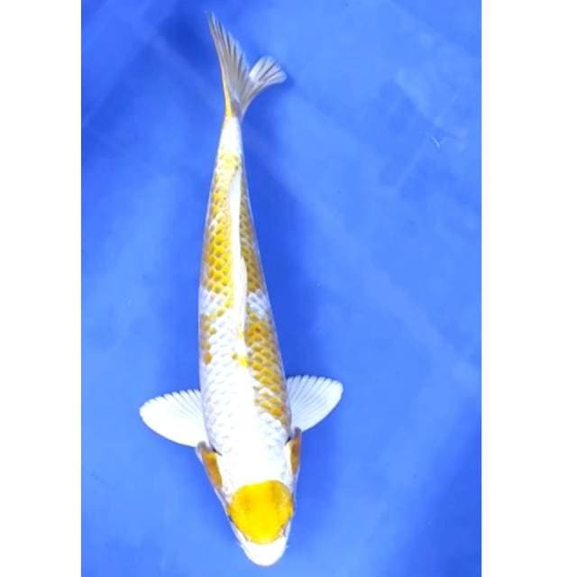 33 cm # maruten hariwake
