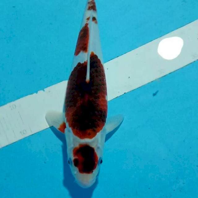 31cm