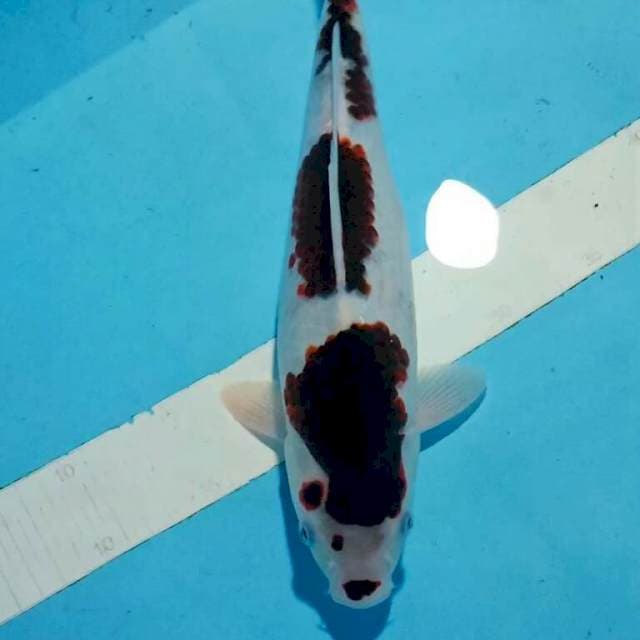 35cm