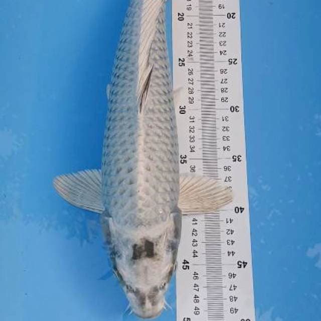 mukashi 45cm jumbo