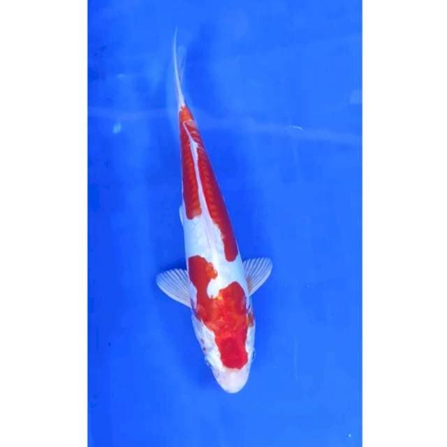 27 cm #kohaku