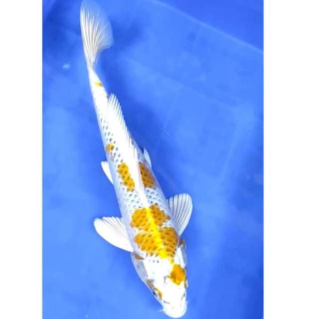 37 cm # hariwake