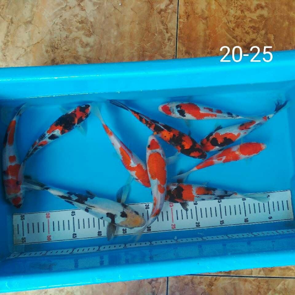 Mix Quality Bakat jumbo
