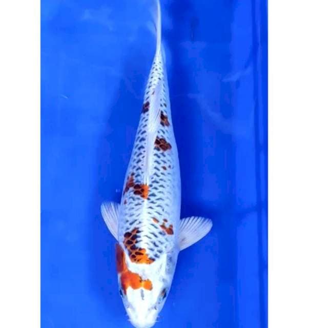 32 cm # kujaku