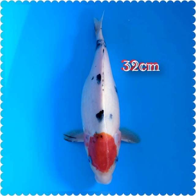 Tc sanke 32cm