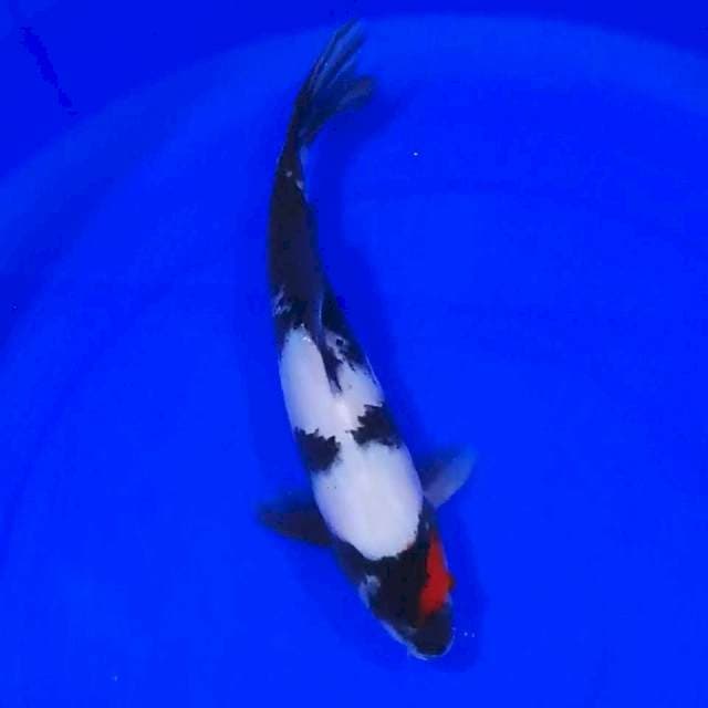 Kindai Showa HQ 30cm ๐๐ป๐๐ป๐๐ป
