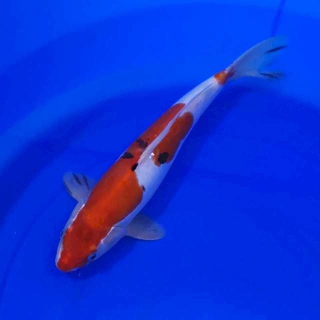 Sanke Doitsu HQ size 30cm