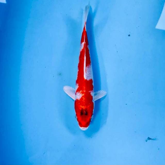 Kohaku Hikari, 19 cm