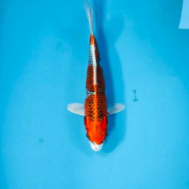 Kujaku, 22 cm