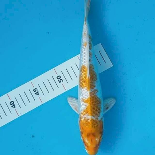 Hariwake